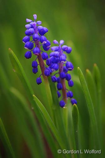 Early Spring Flower_47448.jpg - Photographed at Lebanon, Ohio, USA.